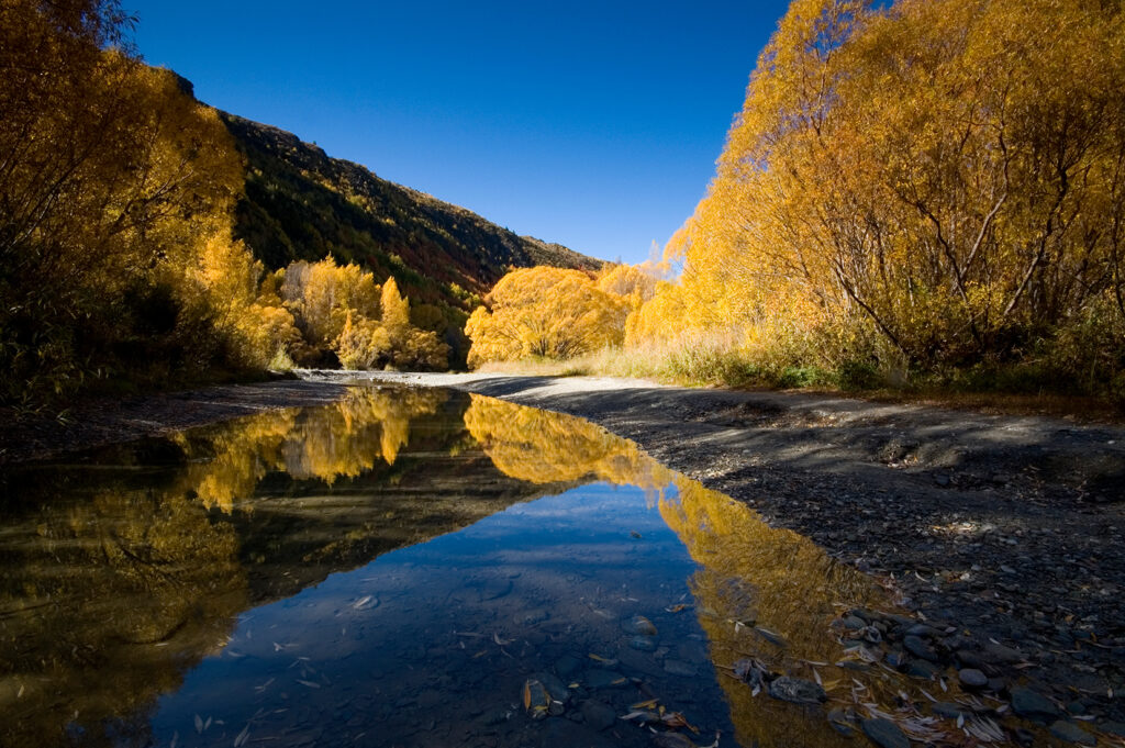 Autumn road and golden trees in Central Otago New Zealand