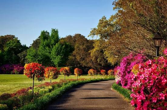 Green spring landscape with flowers in New Zealand